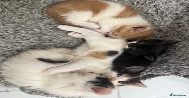 British Longhair cats - Advert 7