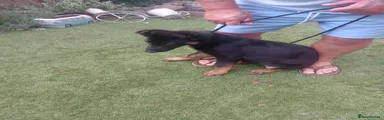 German Shepherd 1