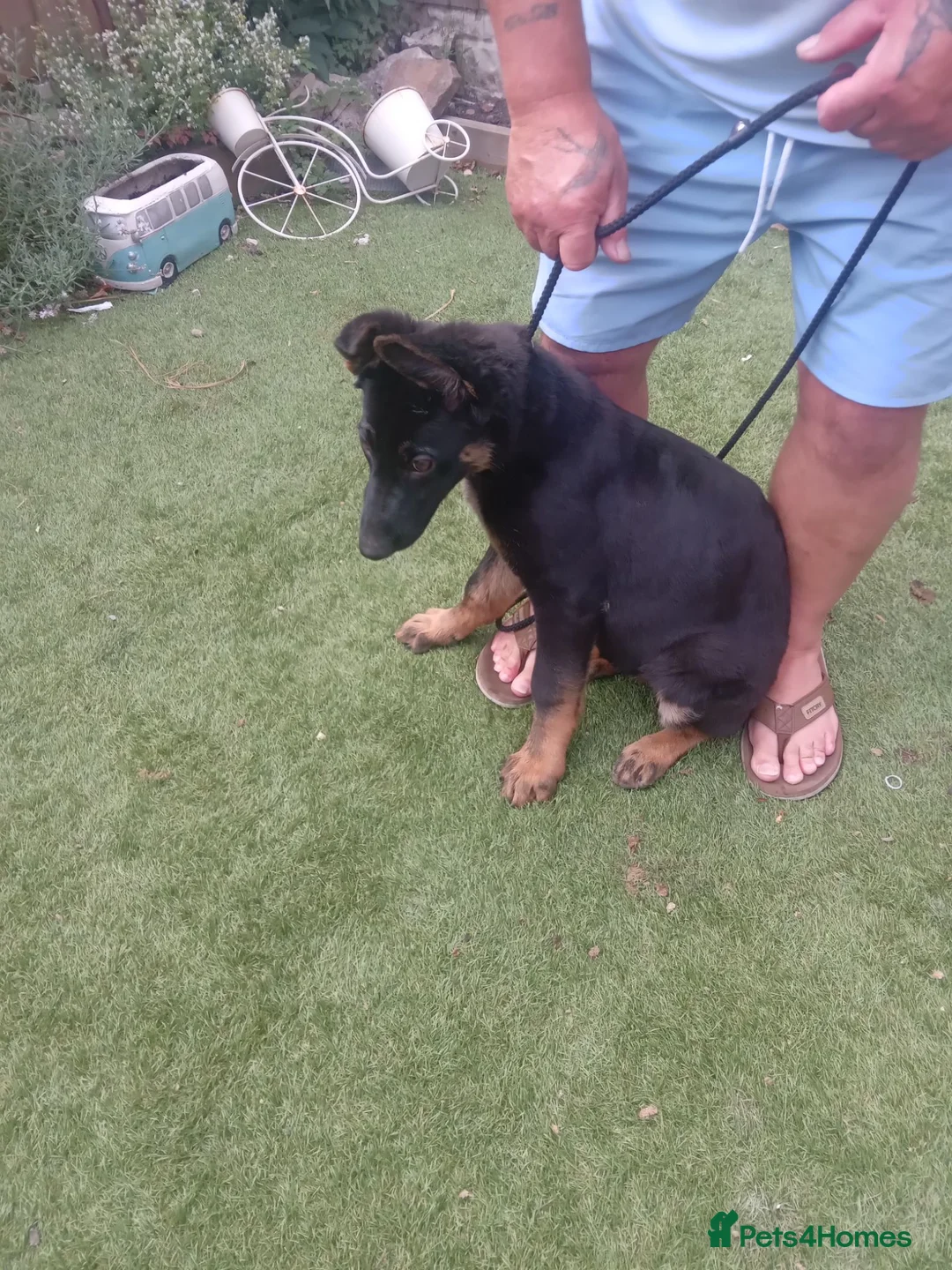 German Shepherd dogs for sale: German shepherd  in Castleford - Advert 3