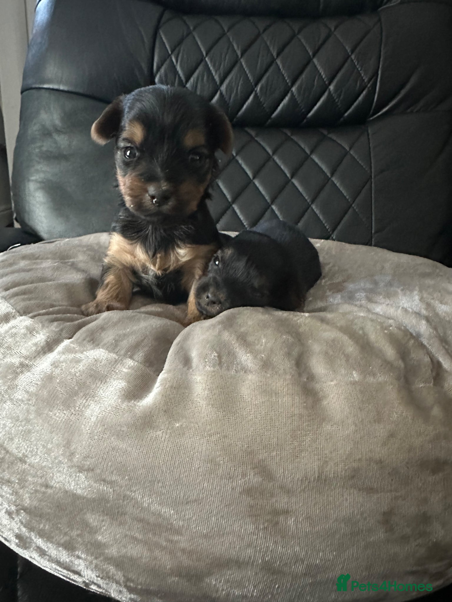 Yorkshire Terrier dogs Yorkshire terrier puppies  - Advert 4