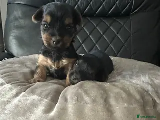 Yorkshire Terrier dogs Yorkshire terrier puppies - Advert 4