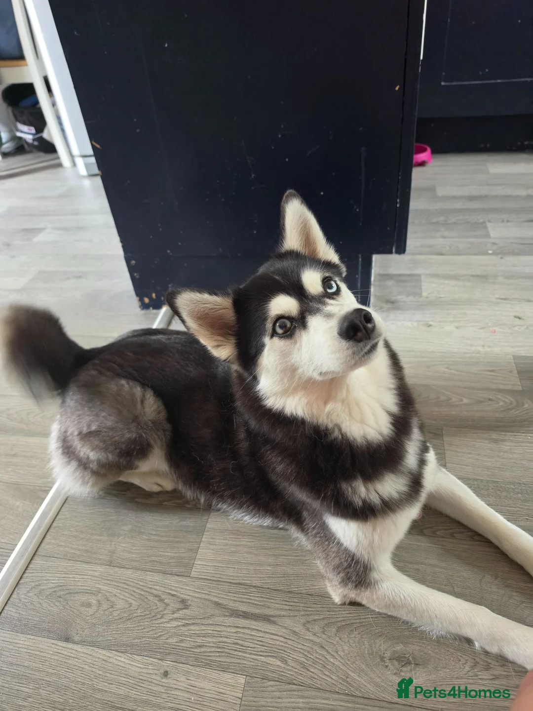 Pomsky dogs for sale: Beautiful f4 pomsky puppies 🥰 in Leyburn - Advert 3