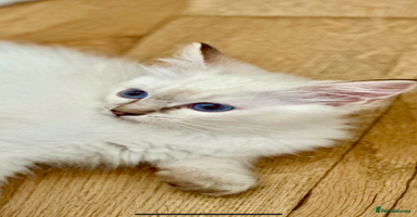 Ragdoll cats - Advert 11