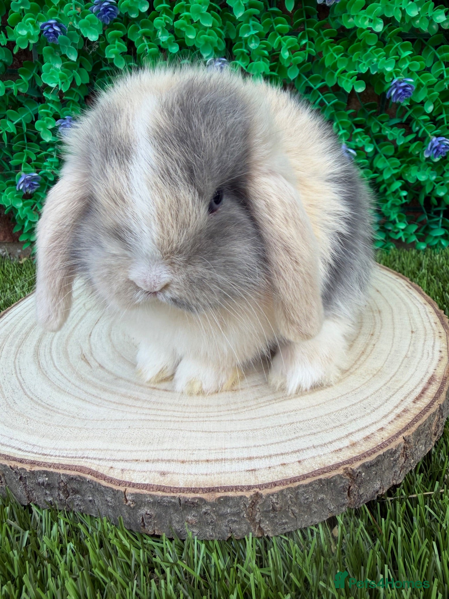 Mini Lop rabbits Beautiful mini lop ready to reserve 💙🩷🥰 - Advert 16