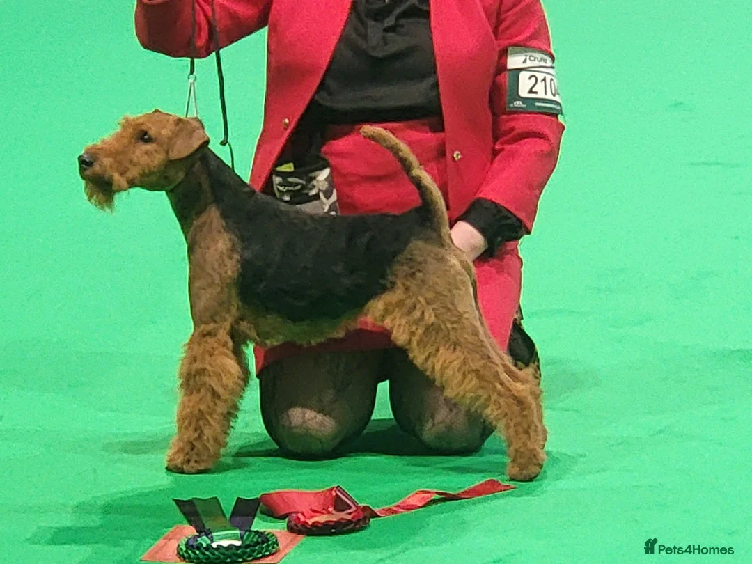 Welsh Terrier dogs for sale: Show Lines Stunning KC Welsh Terriers Puppies in Crewe - Advert 23