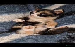 Mixed Breed cats for sale: Kittens for sale  - Image 1