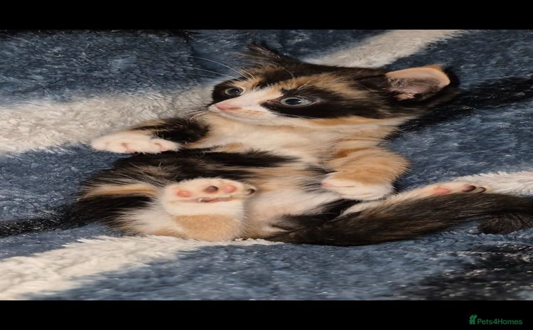 Mixed Breed cats - Advert 2