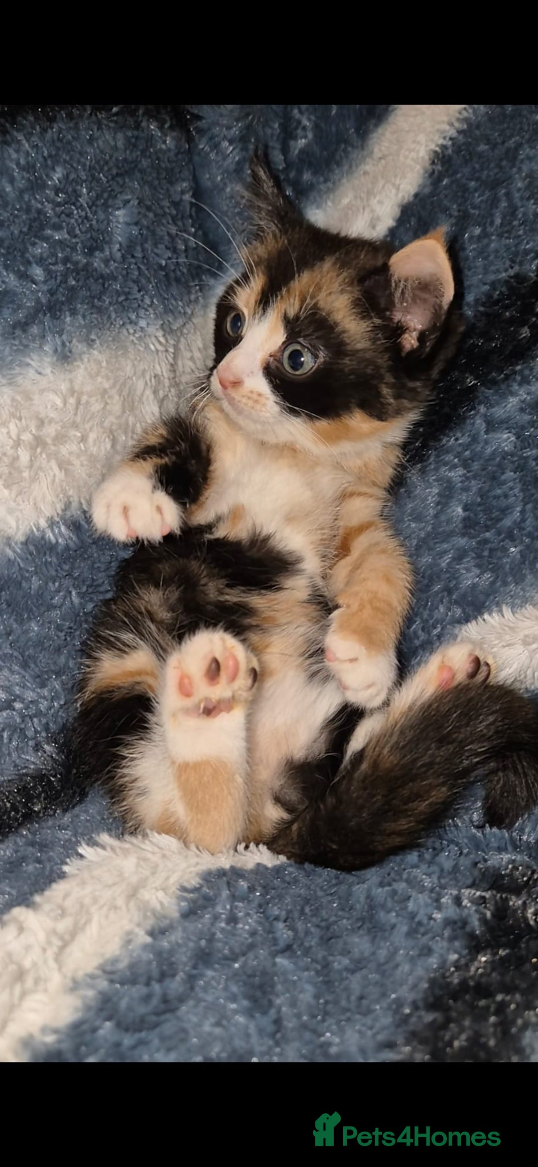 Mixed Breed cats for sale: Kittens for sale  - Image 1