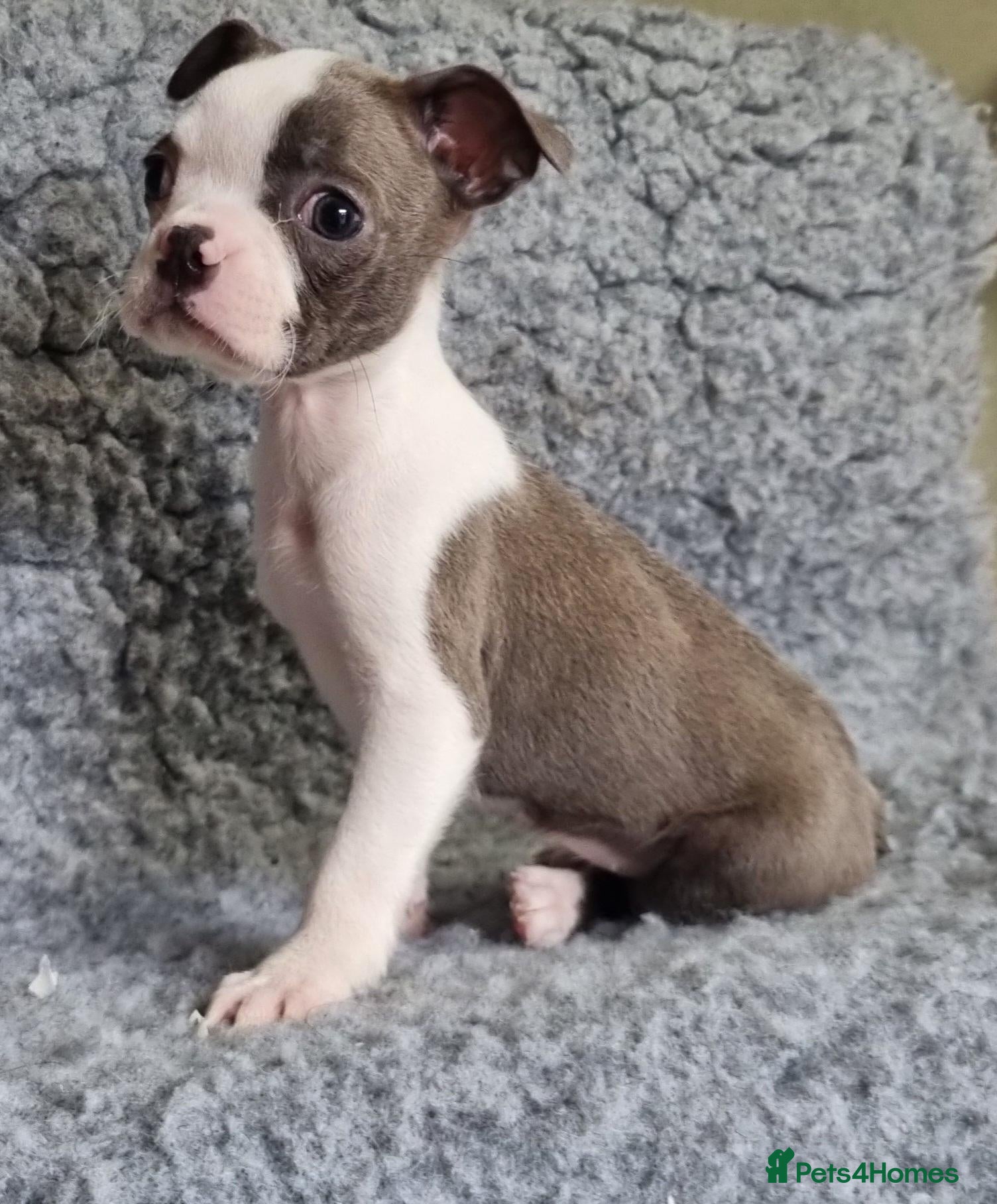 Boston Terrier dogs Kc Boston Terriers Exceptional puppies - Advert 18