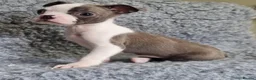 Boston Terrier dogs for sale: Kc Boston Terriers Exceptional puppies - Advert 1