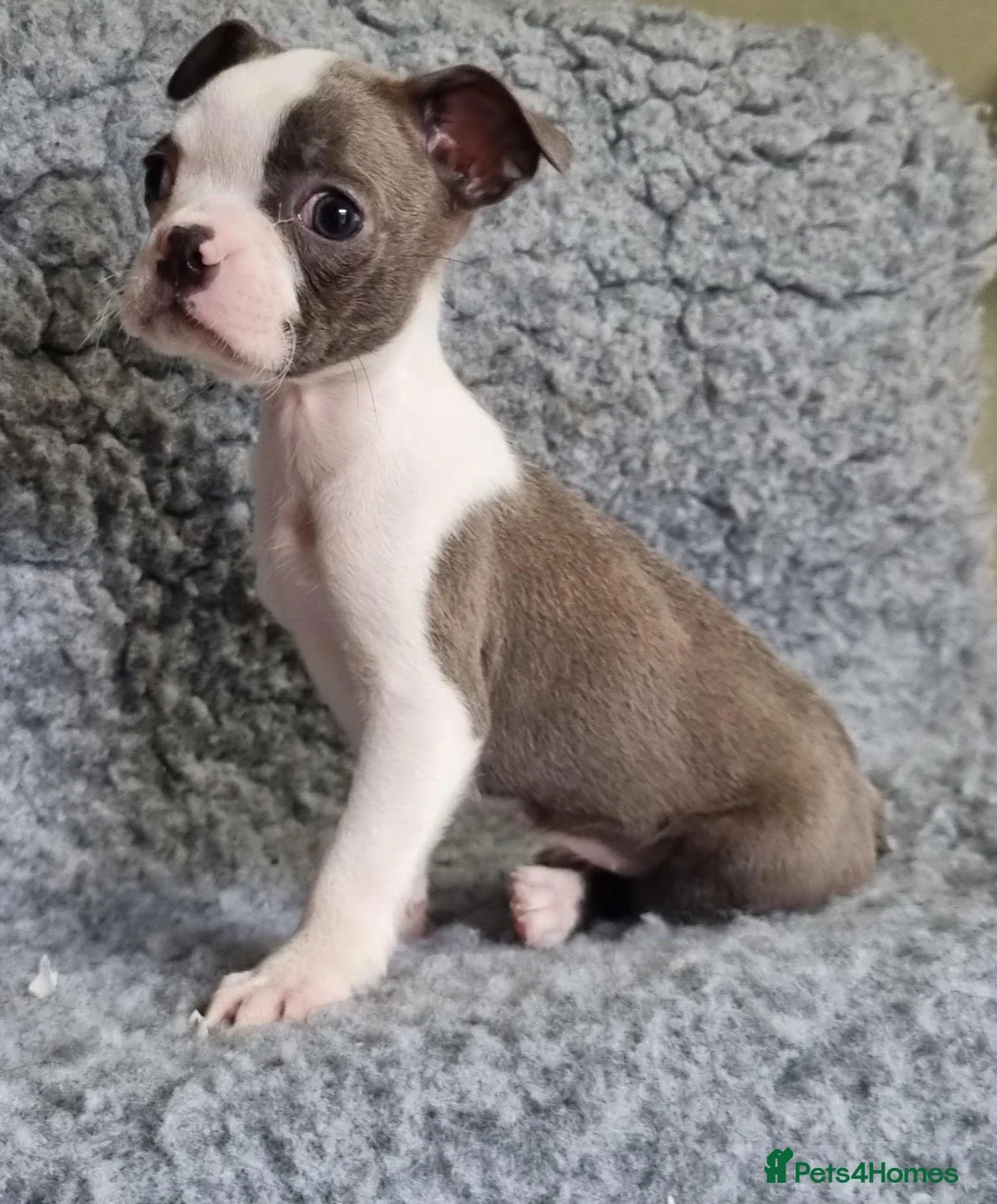 Boston Terrier dogs for sale: Kc Boston Terriers Exceptional puppies - Advert 1