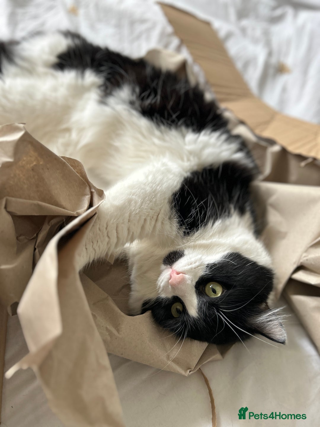 Domestic Shorthair cats for sale: Playful, three year old boy cat - Image 5