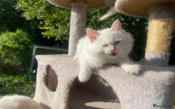 Siberian cats for sale: x5 Adorable Pure Siberian Kittens to re-home😻 - Image 11