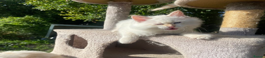 Light Cream Kitten
