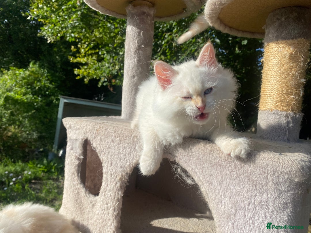 Siberian cats for sale: x5 Adorable Pure Siberian Kittens to re-home😻 - Image 11