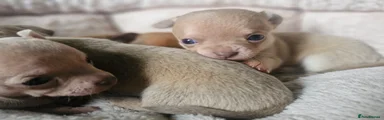 Chihuahua 3