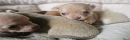 Chihuahua dogs for sale: Tiny chihuahuas 😌 - Advert 17
