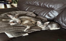 Maine Coon cats for sale: Three Mainecoon kittens for sale - Image 5