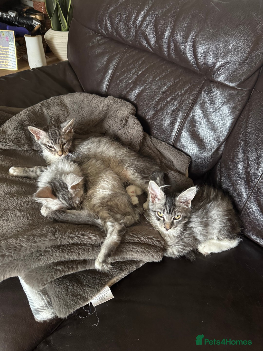 Maine Coon cats for sale: Three Mainecoon kittens for sale - Image 5