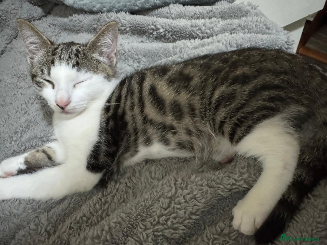 American Shorthair cats for sale: White and Grey kitten for sale - Image 2