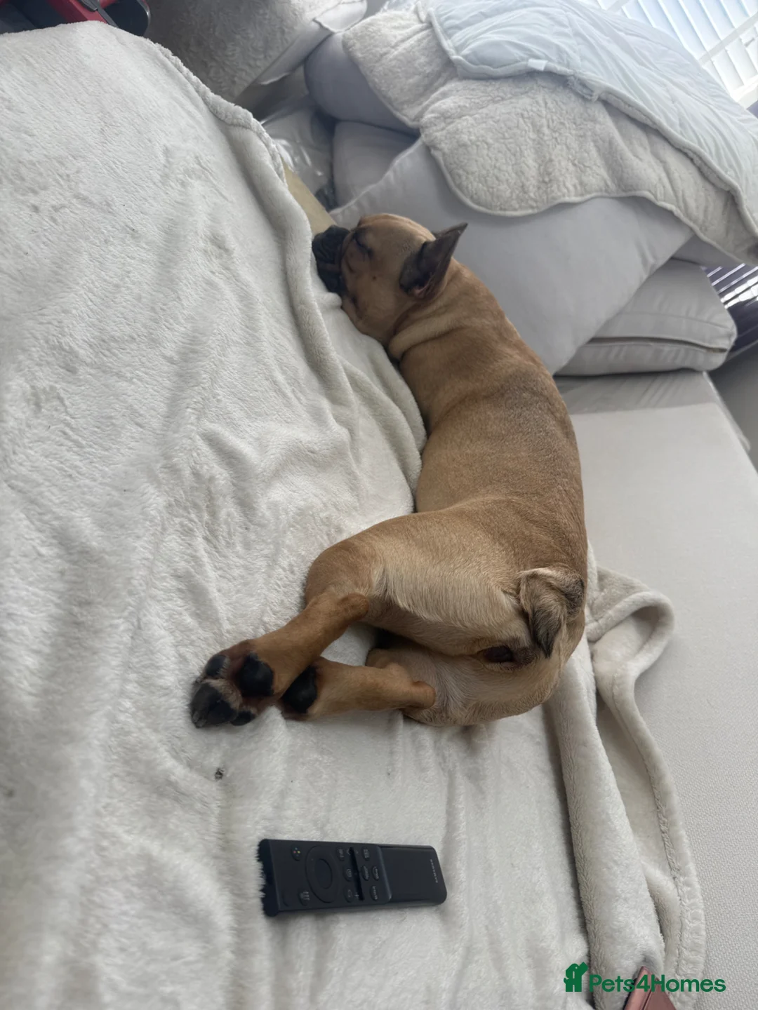 French Bulldog dogs for adoption: 💔 BONNIE NEEDS A SAFE PLACE TO HEAL 💔 - Advert 2