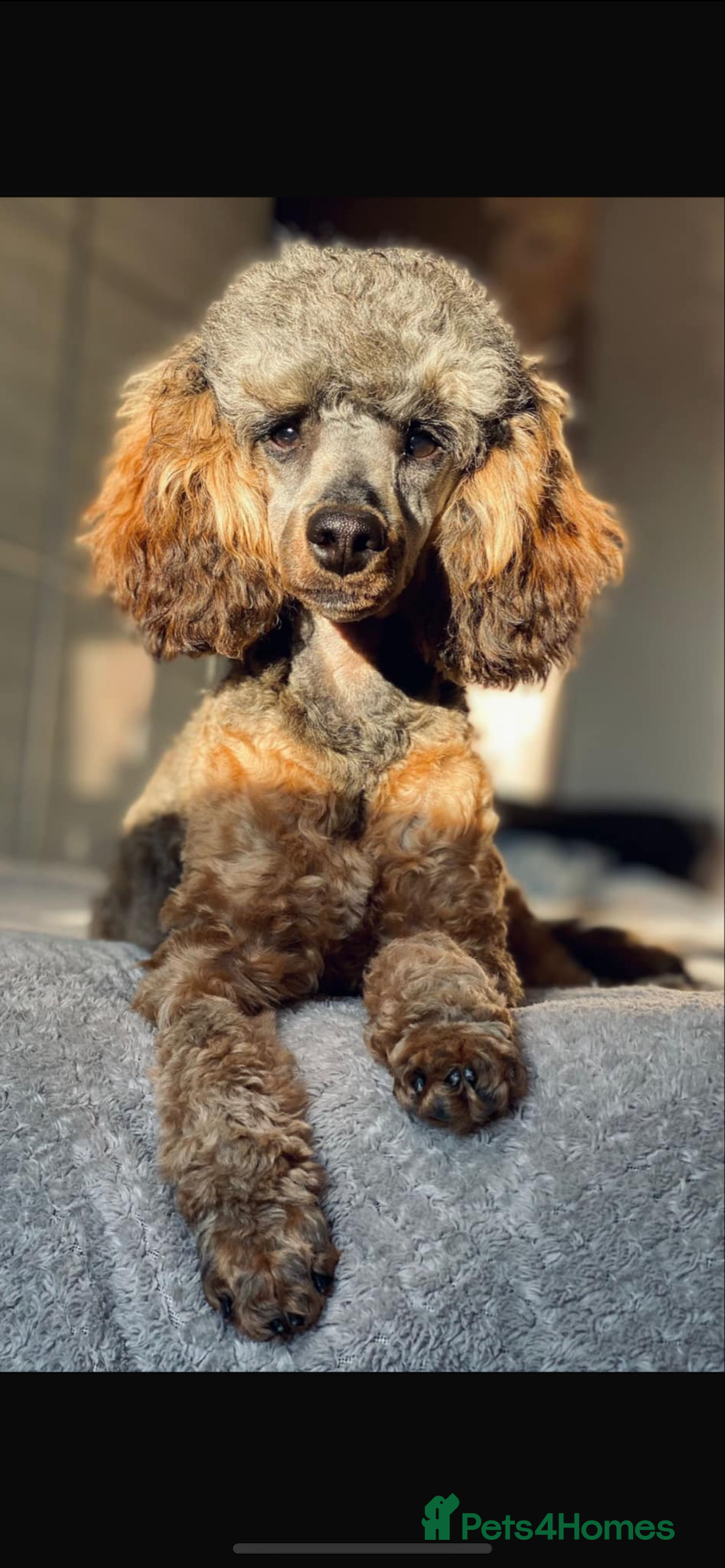 Toy Poodle dogs for stud: GRANDSON OF RICO! Health tested KC Toy Poodle Stud in Middlesbrough - Advert 8
