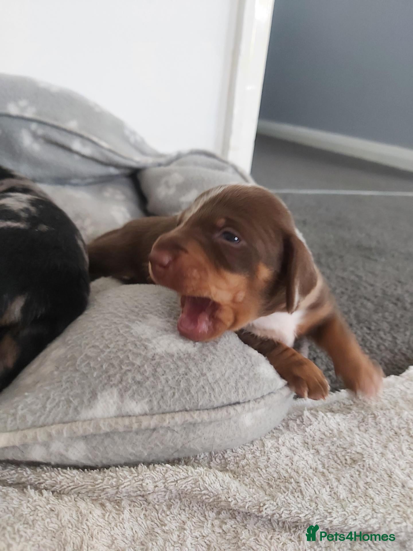 Miniature Dachshund dogs miniature dachshund  - Advert 17