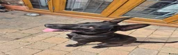 Mixed Breed dogs for sale: German/Belgian Shepherd Puppy - Advert 11