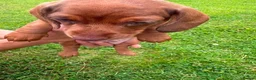 Miniature Dachshund dogs for sale: Beautiful Miniature Dachshunds 🐾 in Wednesbury - Advert 18