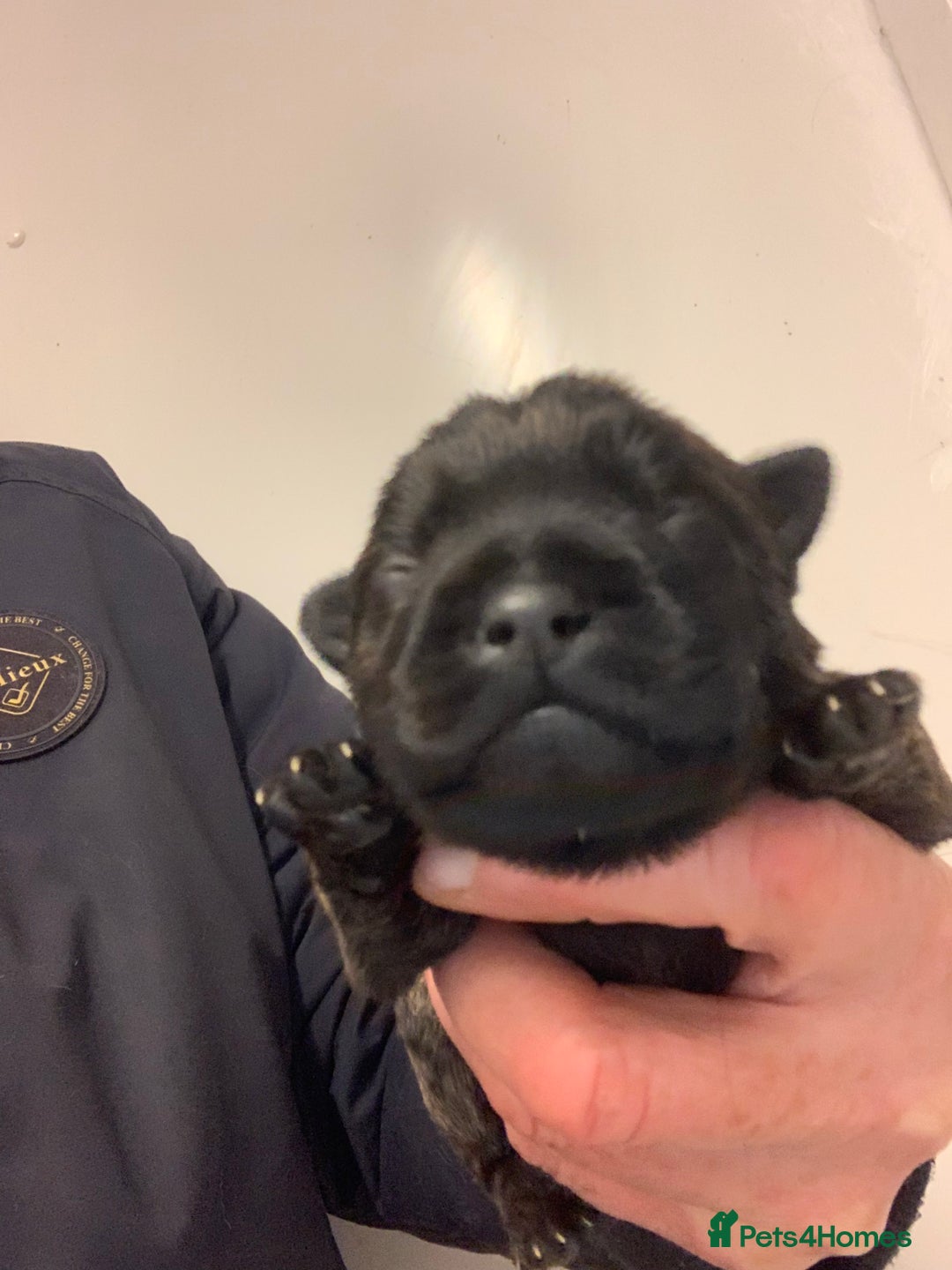 Cairn Terrier dogs for sale: Pure Bred Cairn Terrier puppies  - Advert 3