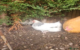 Chickens poultry for sale: SMALL FLOCK FOR SALE - Advert 4