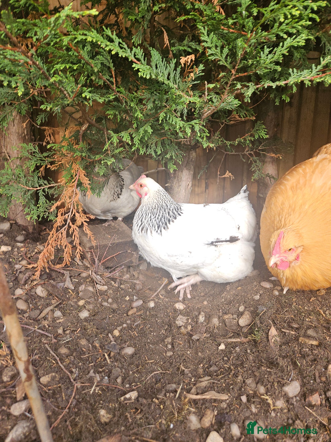 Chickens poultry for sale: SMALL FLOCK FOR SALE - Advert 4