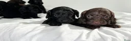 Cockapoo dogs for sale: 🐾 beautiful cockerpoo puppies  in Amersham - Advert 9