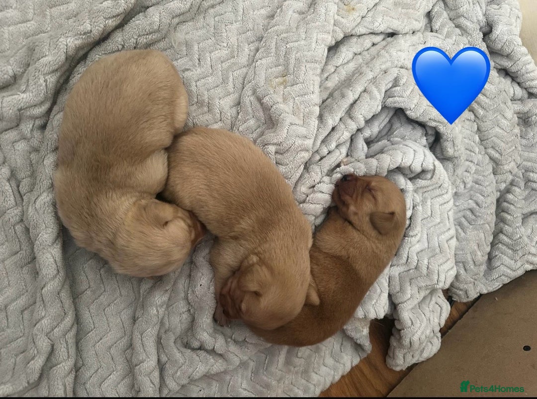 Mixed Breed dogs for sale: Beautiful litter of golden labradoodles - Image 12