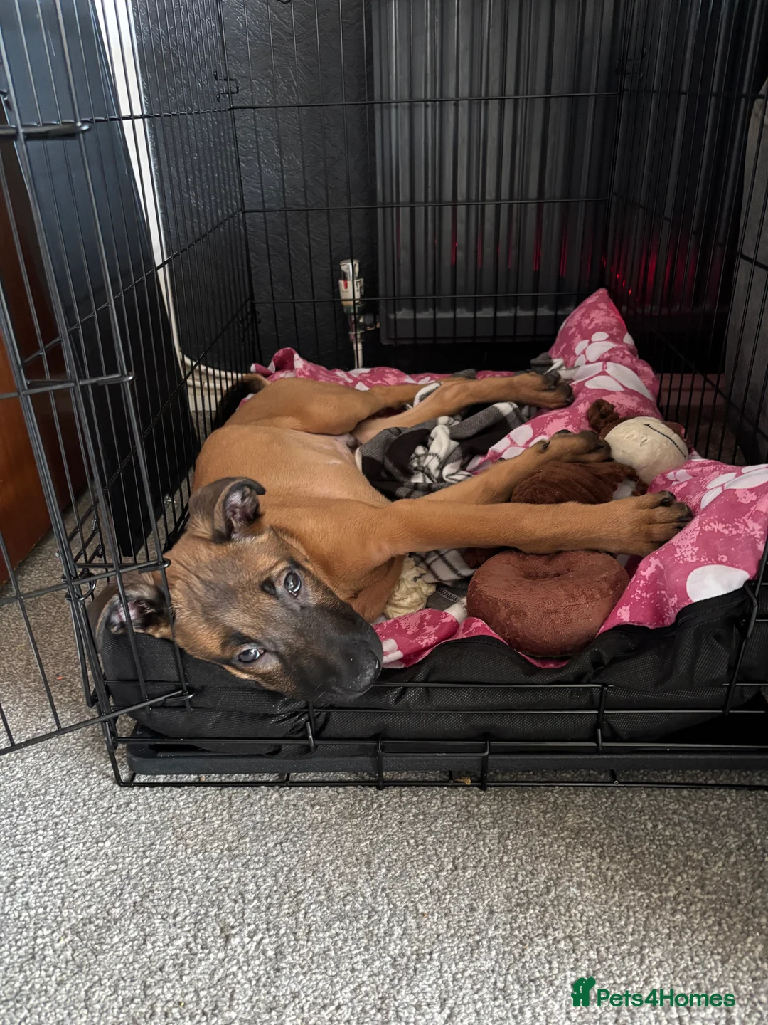 Belgian Shepherd Dog dogs for sale: Belgian Mallinois puppy  - Advert 4