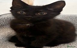 Mixed Breed cats for sale: 3 mixed female and 1 male  - Image 6