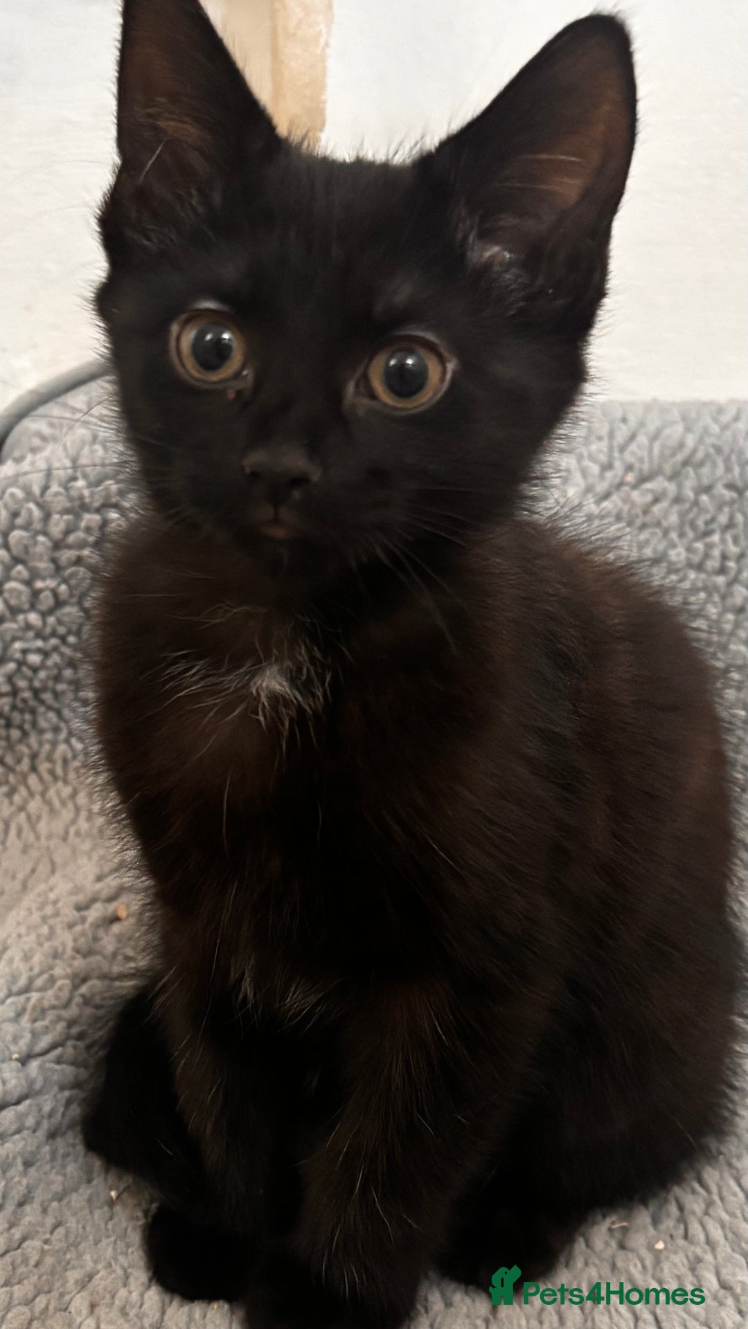 Mixed Breed cats for sale: 3 mixed female and 1 male  - Image 6