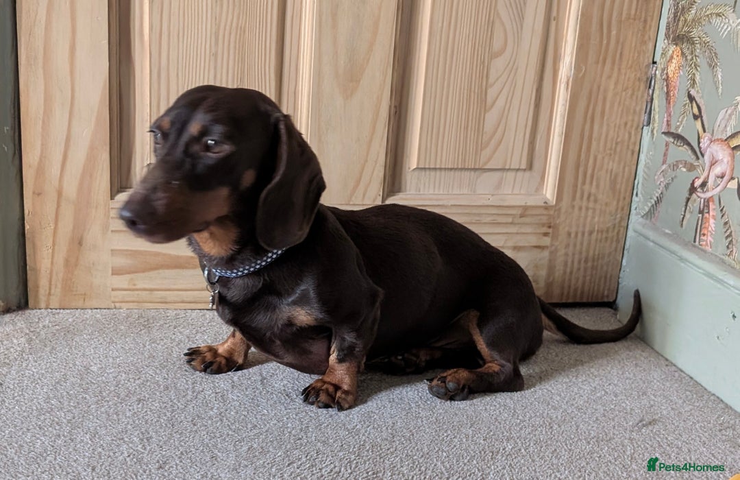 Dachshund dogs for sale: Dachshund  - Image 6