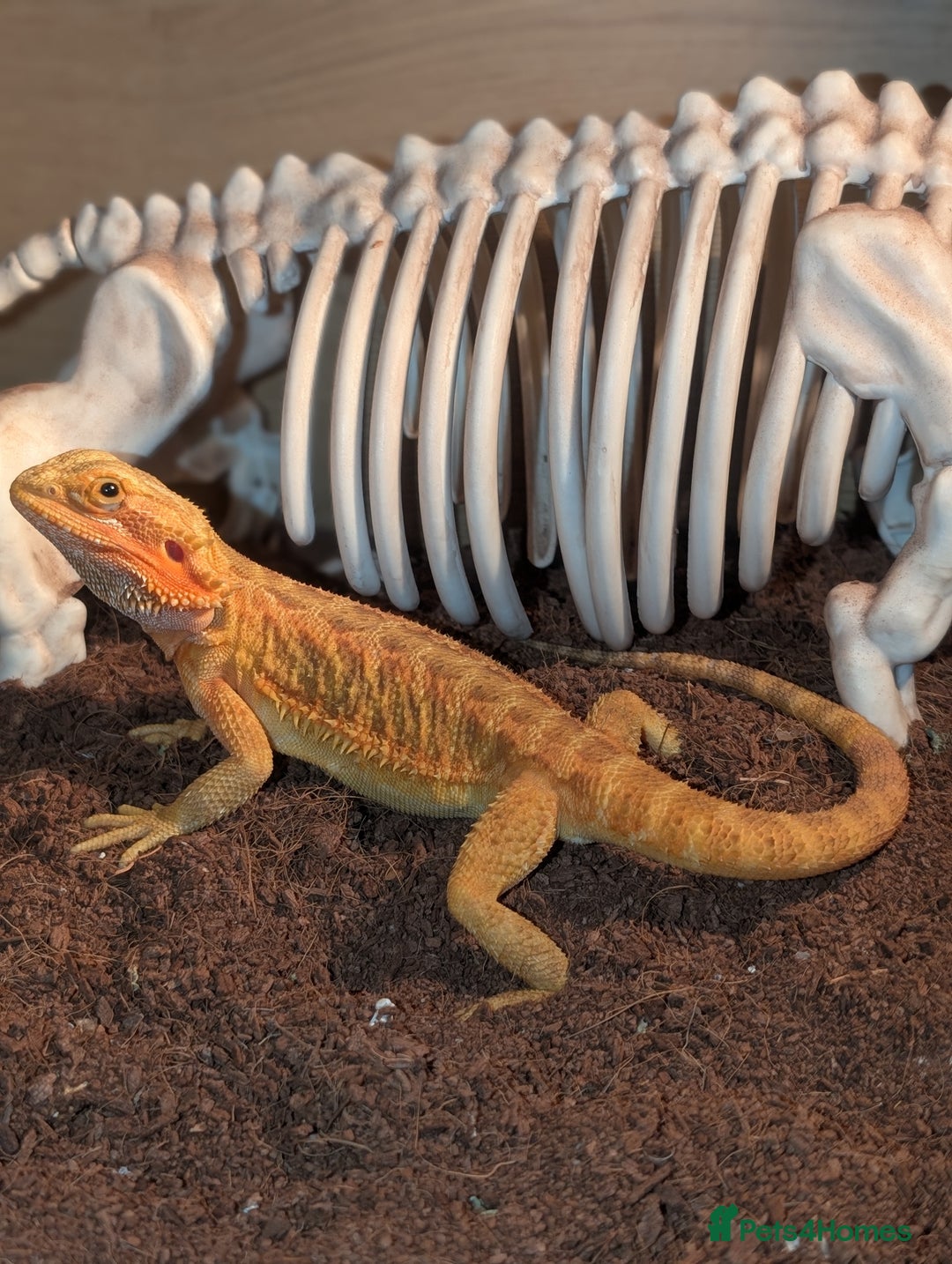 Bearded Dragon reptiles for sale: Female Red bearded dragon - Image 3