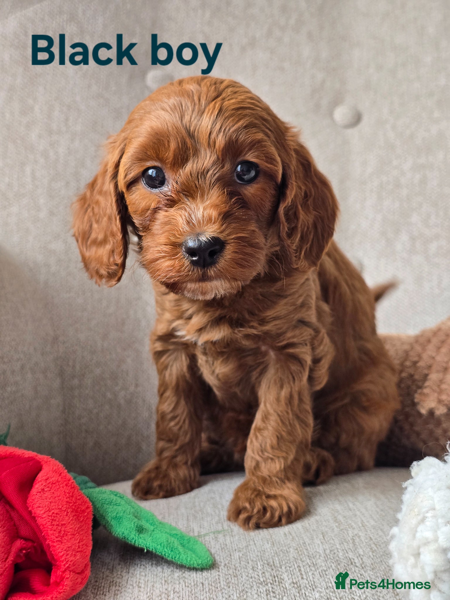 Cavapoo dogs 💥Cavapoo F1b💥 DNA tested  - Advert 1