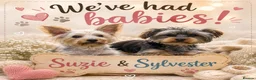 Yorkshire Terrier dogs for sale: Pure Yorkshire terrier babies  in Llanelli - Advert 13