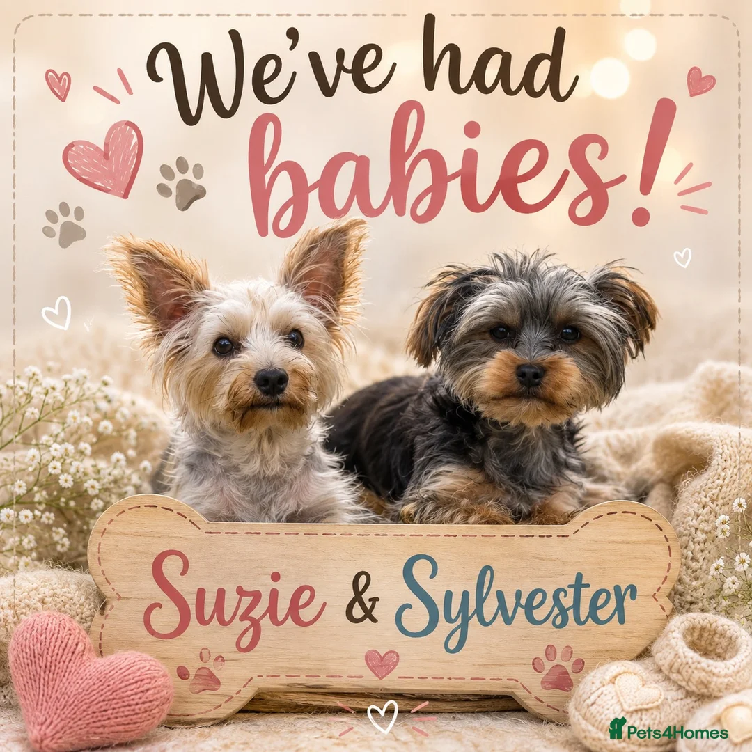 Yorkshire Terrier dogs for sale: Pure Yorkshire terrier babies  in Llanelli - Advert 13