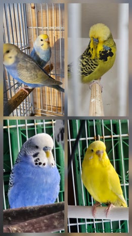 Budgerigars birds - Advert 20