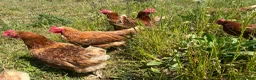 Chickens poultry for sale: Organic Hy-line hens - Advert 2