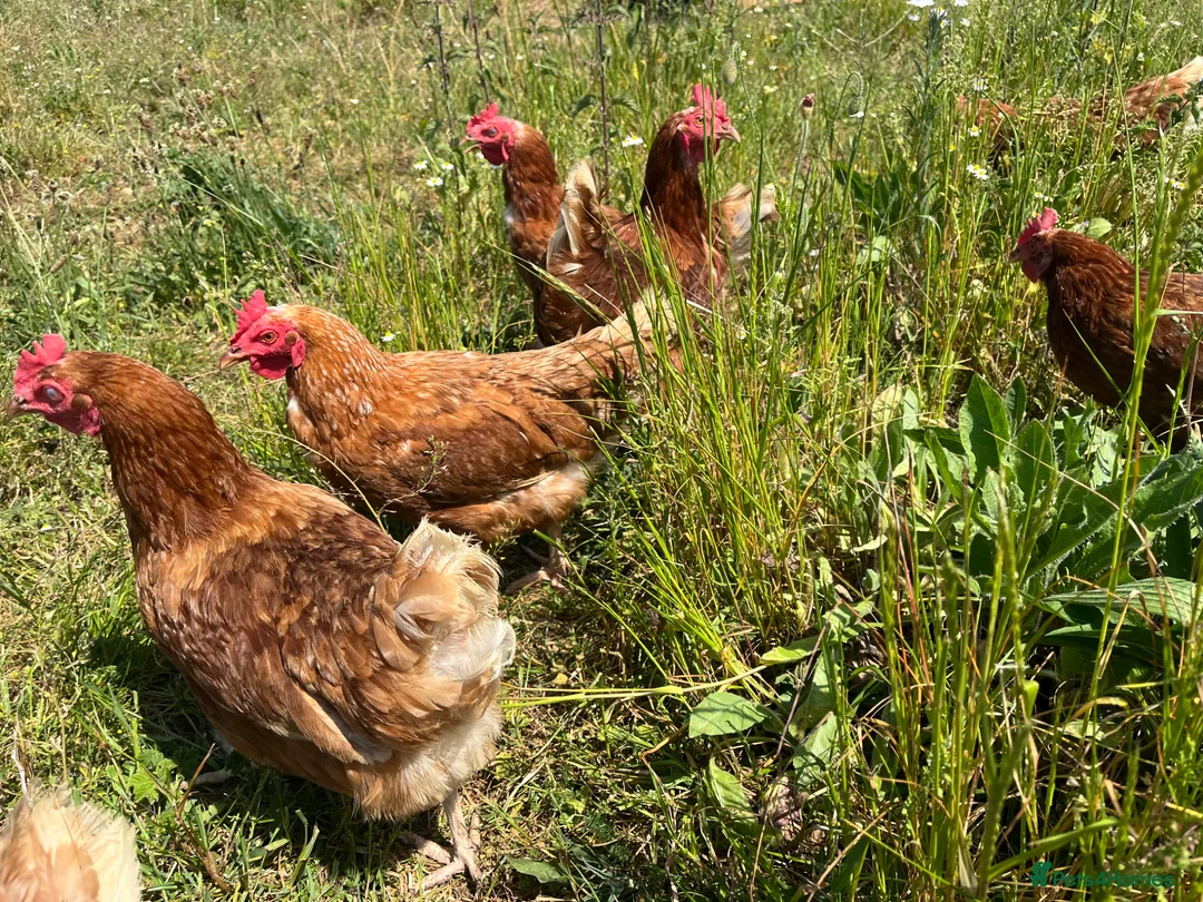Chickens poultry for sale: Organic Hy-line hens - Advert 2