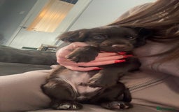 Cocker Spaniel dogs for sale: Kc registered, cocker spaniels. REDUCED PRICE! - Image 9