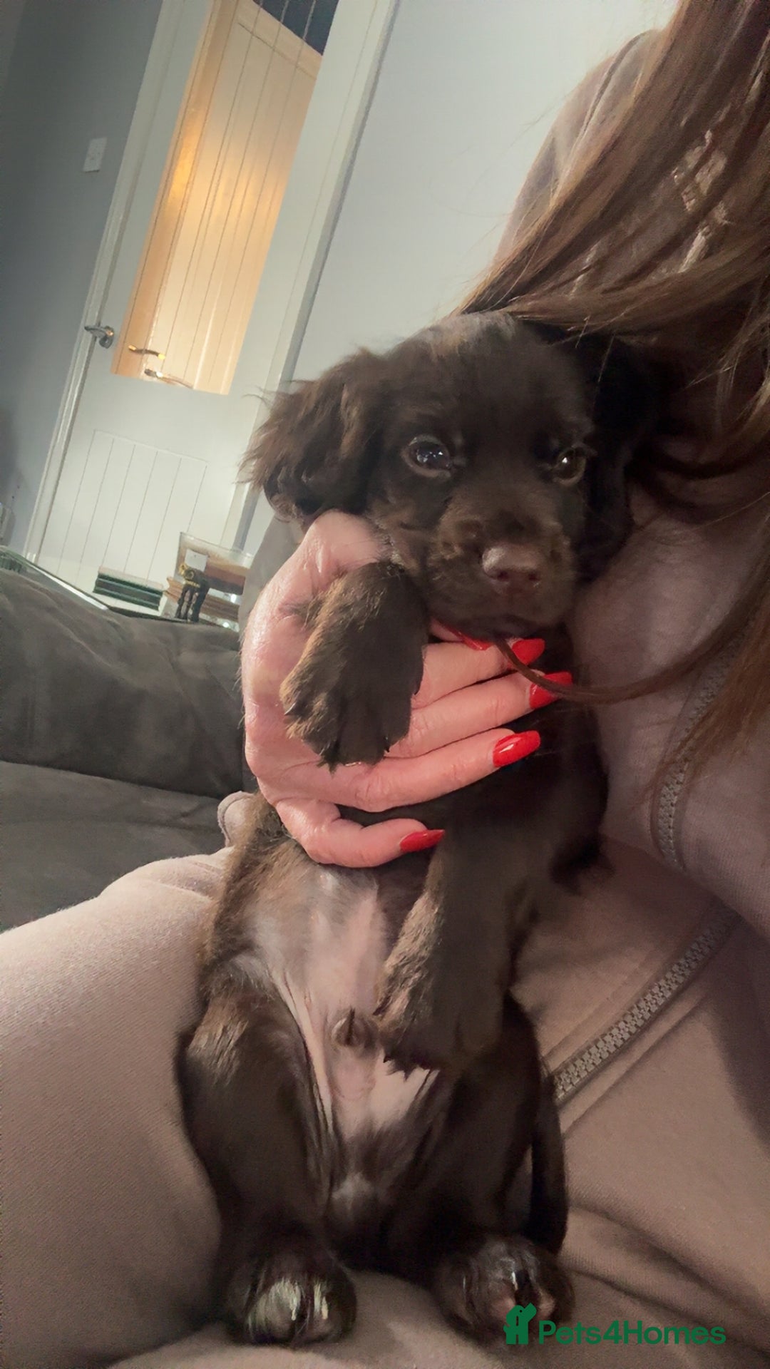 Cocker Spaniel dogs for sale: Kc registered, cocker spaniels. REDUCED PRICE! - Image 9