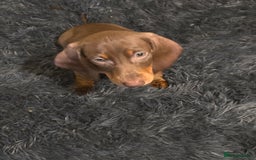 Miniature Dachshund dogs for sale: Chocolate male miniature dacshund  - Image 7