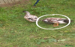 Ducks poultry for sale: Male welsh harliquin  - Image 3