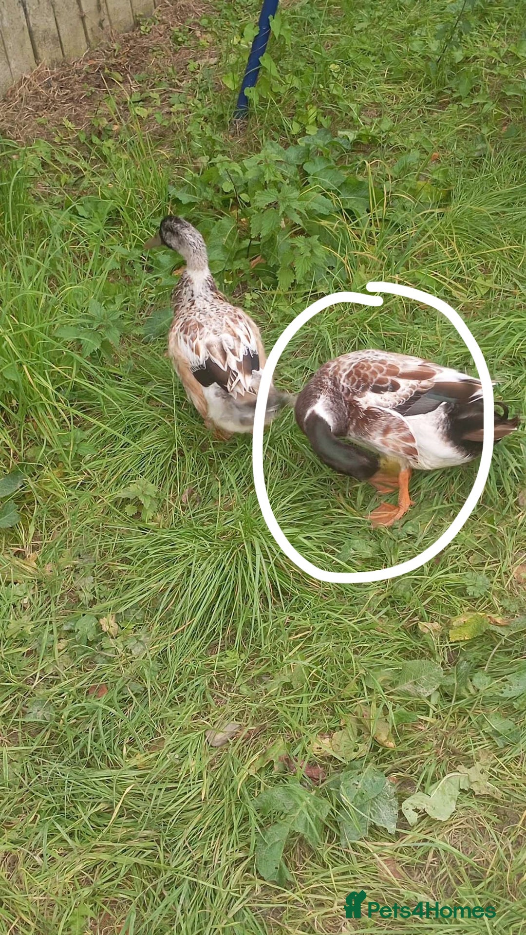 Ducks poultry for sale: Male welsh harliquin  - Image 3